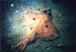 Longnose Skate