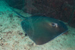 Longtail Stingray