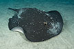 Mangrove Whipray or whitetail stingray