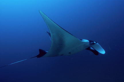 http://www.elasmodiver.com/images/Manta-ray-03.jpg