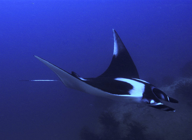 http://www.elasmodiver.com/images/Manta-ray-07-large.jpg
