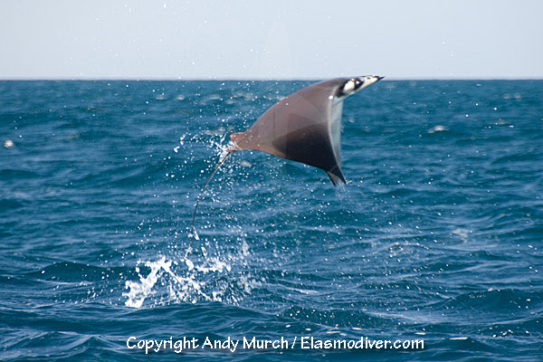 Mobula ray jumping