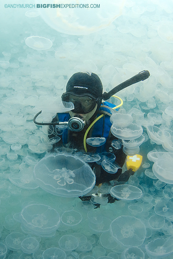 Moon Jelly Bloom with diver