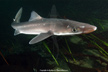 North Pacific Spiny Dogfish