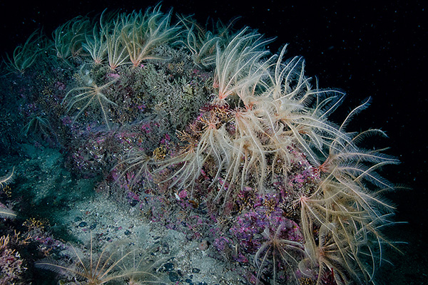 Beautiful reef Prince William Sound