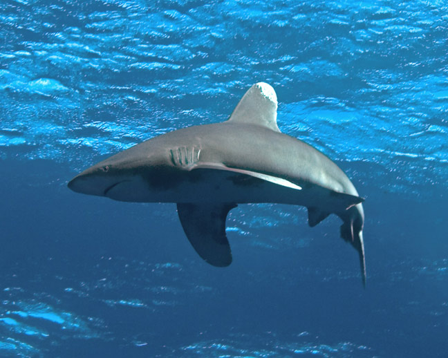 White Tip Shark