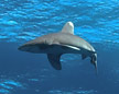 Oceanic Whitetip Shark