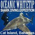Oceanic Whitetip Diving at Cat Island, Bahamas.