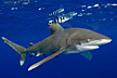 oceanic whitetip shark