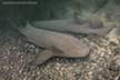 Pacific nurse shark - Ginglymostoma unami.