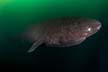 Pacific Sleeper Shark