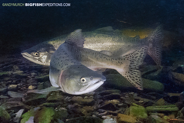 Pink Salmon snorkelling Alaska