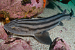 Pyjama Catshark