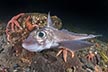 Rabbitfish, Chimaera monstrosa.