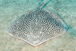 reticulate whipray - Himantura uarnak