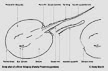 River Stingray diagram