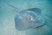 Roughtail Stingray.Bathytoshia centroura.