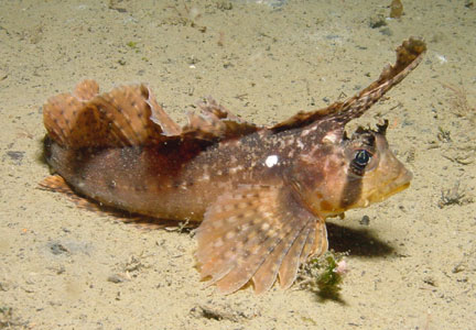 Sailfin-sculpin.jpg