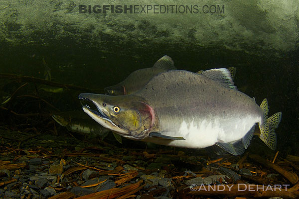 salmon snorkeling