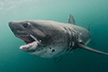 Salmon Shark