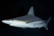 Sandbar Shark