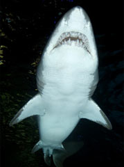 shark picture - a sandtiger shark photographed from below.
