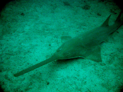 Sawfish have a very flat body Sawfish have a very flat body