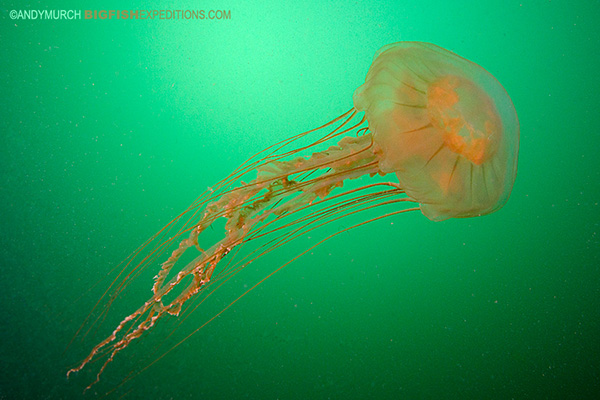 Sea Nettle alaska