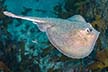 Sepia stingray - Urolophus aurantiacus