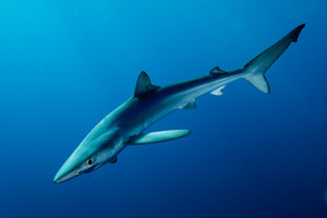 shark photograph