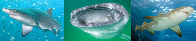 Shark Pictures - pictures of sharks and rays available for commercial licensing