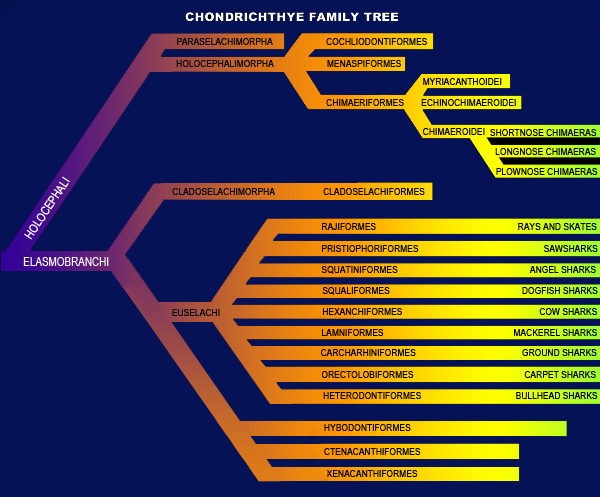 Shark Family Tree