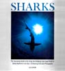 sharks book