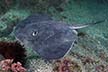 Short-tail Stingray Bathytoshia brevicaudata