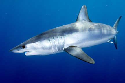 http://www.elasmodiver.com/images/Shortfin-Mako-022.jpg