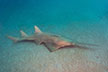 Smalltooth sawfish