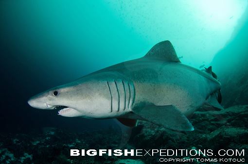 Smalltooth Sandtiger Shark