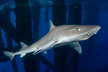 Smooth Dogfish or Dusky Smoothhound shark