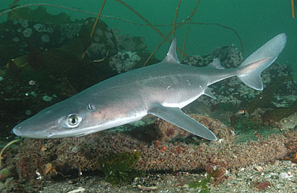 spiny dogfish