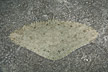 Spiny Butterfly Ray picture