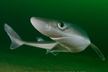 spiny dogfish