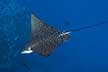 Spotted eagle ray - Aetobatus ocellatus