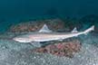 Starspotted smoothhound shark