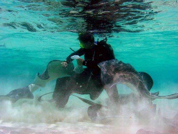 Encounter Southern stingrays There are actually two feeding spots in the