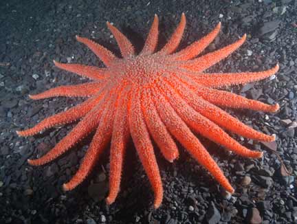 Sunflower-star-orange-phase.jpg