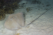 Tahitian stingray