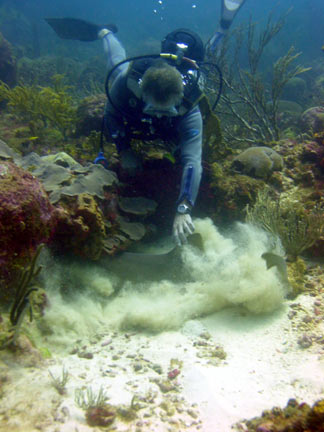 a shark diver harassing a nurse shark