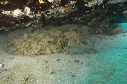 Wobbegong Teeth
