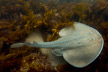 Thornback Ray