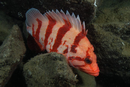Tiger-rockfish.jpg